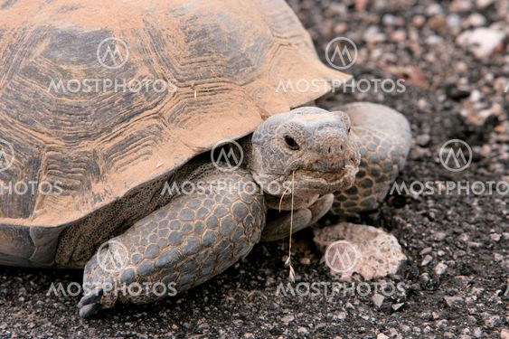 Turtle Power