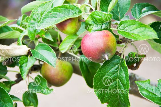 Apple