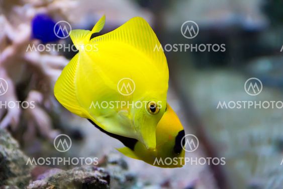Zebrasoma yellow tang fish