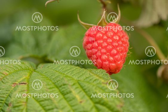 single raspberry
