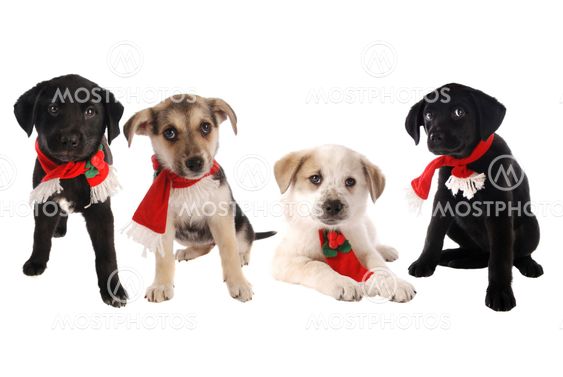 Puppies in Christmas Holiday Scarves