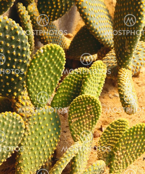 Detail of cactus growing in the garden.