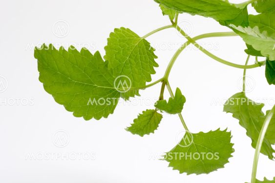 Lemon Balm Leaves