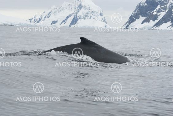 A humpback whale in the Southern Ocean-4.