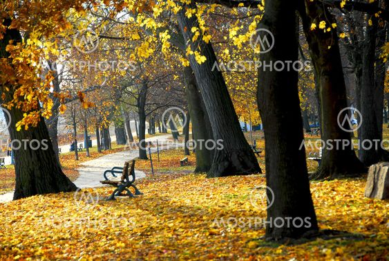 Autumn park
