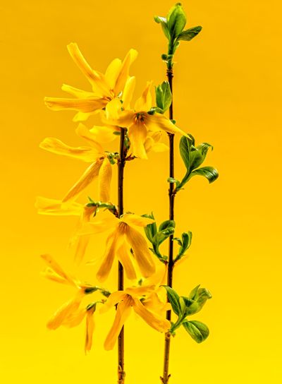Spring forsythia flowers on yellow background