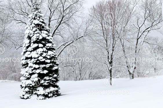 Winter park landscape