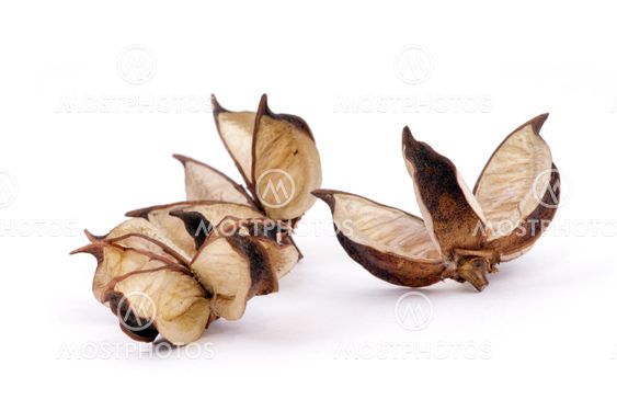 aromatic home accessories