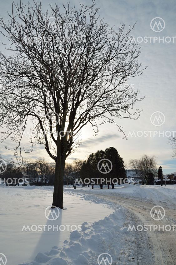 Winter Landscape
