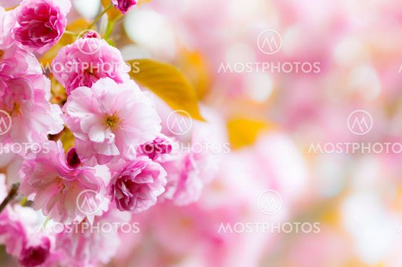 Pink cherry blossoms background