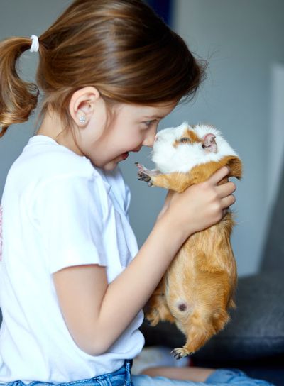 Child playing with guinea pig, stay quarantine time kid...