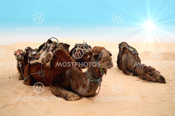 Camels in sahara desert