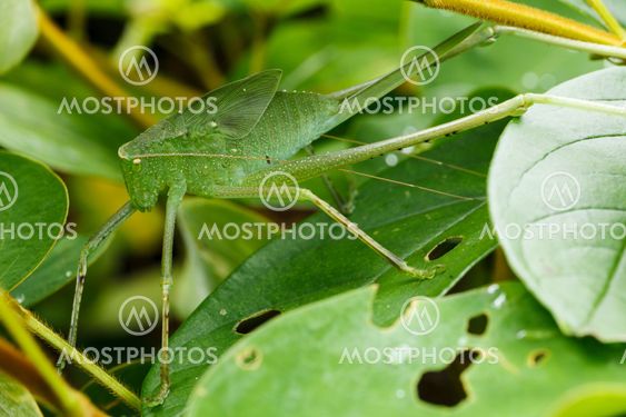 Grasshopper in green nature