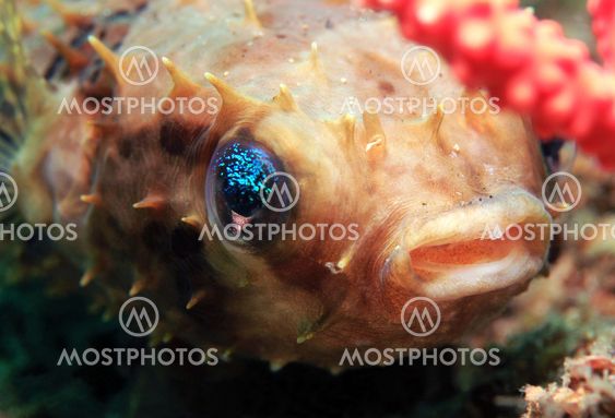 Rounded Porcupinefish