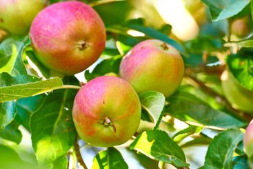 Agriculture, ecology and organic with apple tree on farm...
