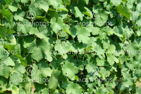 Grape vine leaves background