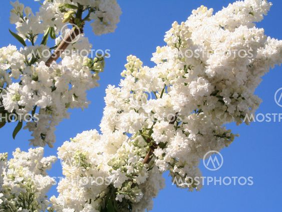 White lilac on a blue sky as background