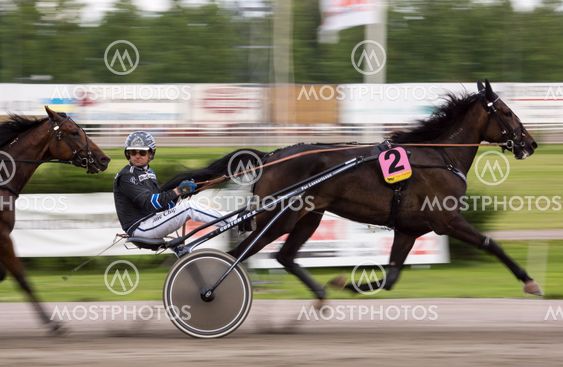 Scandinavian coldblood Trotter 1