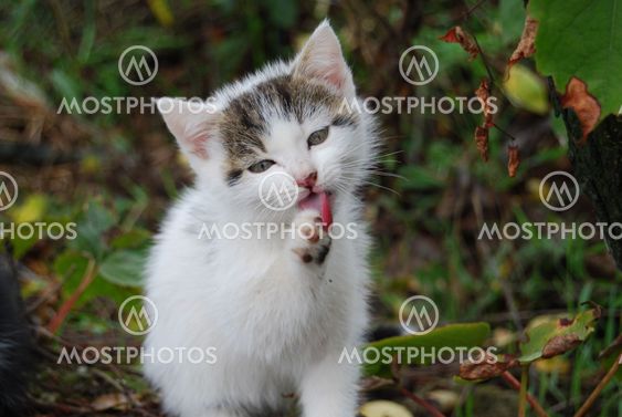 Katt som slickar paw