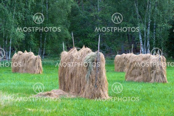 Drying hay in the old fashioned way during late summer