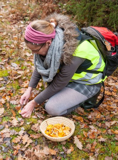 Woman collects chanterelles in the forest