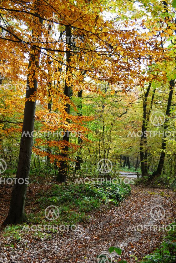 Autumn forest path