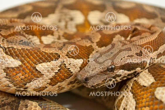 Madagasca boa