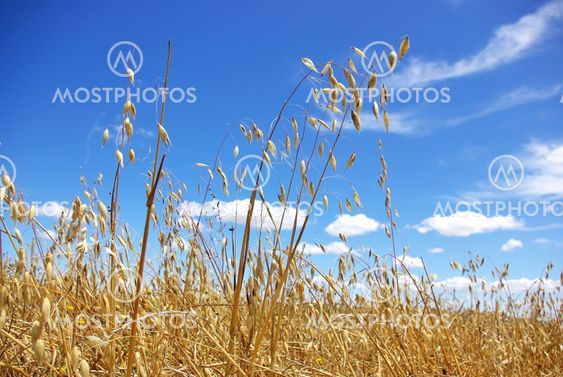 Yellow spikes of oats.