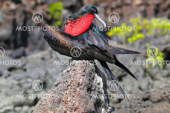 Male Great Frigatebird (Fregata minor) sitting on a rock