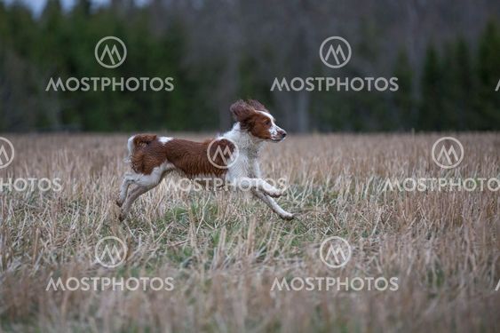 Welsh springer spaniel