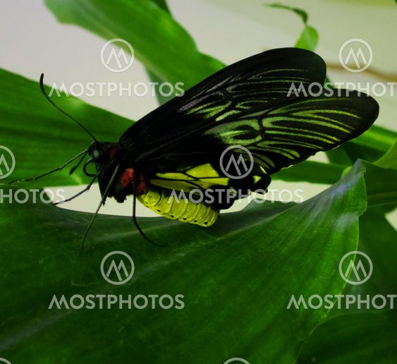 butterfly
