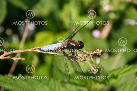 Broad-bodied Chaser (Libellula depressa)