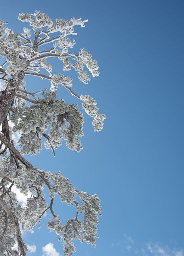Snow covered pine tree branches reaching for the blue sky