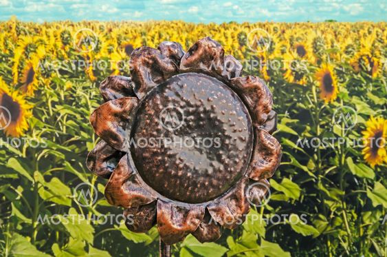 Sculpture sunflower