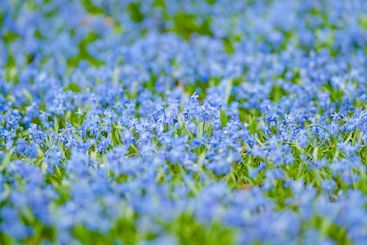 Scilla flowers blooming in the spring garden on the...