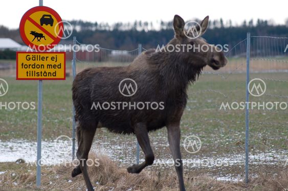 No moose