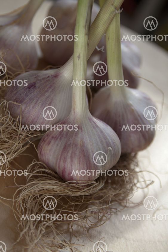 Garlic