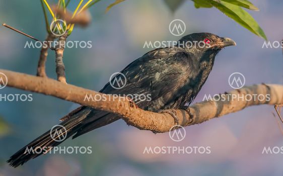 Asian Koel, Male, perched on a tree branch, morning light, red eye, black feather, copy space
