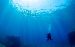 diver diving in the ocean and taking photo of fish