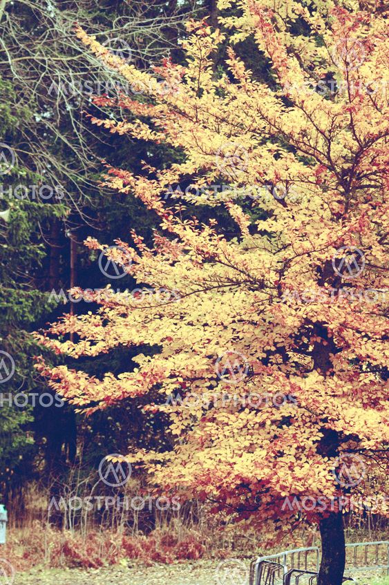 autumn