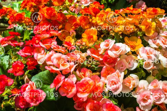 Colorful of flowers