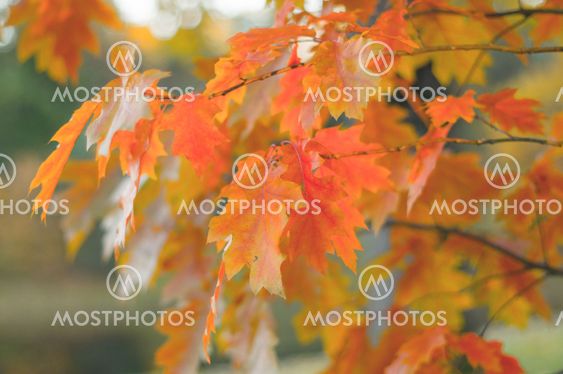 Colorful branches of champion oak