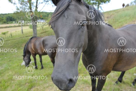 Horse Corral.
