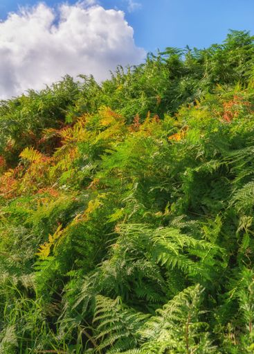 Ferns, grass and landscape with blue sky, outdoor...