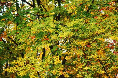 Bright autumn leaves in the natural environment. Fall...