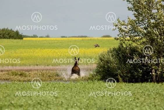 Unga Bull Moose