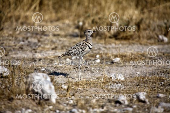 double banded courser in etosha national park