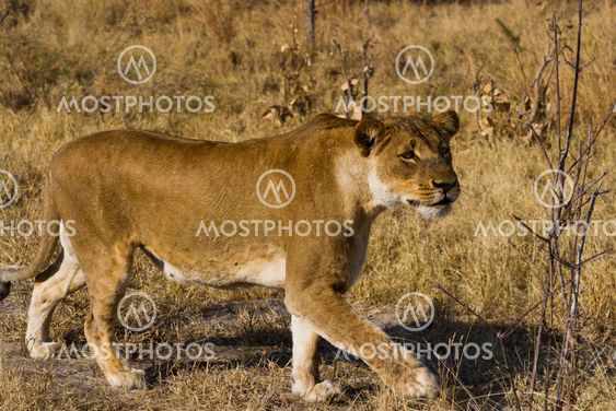 lion the king of the jungle of Tanzania