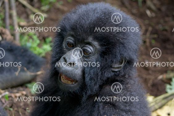 Baby Gorilla