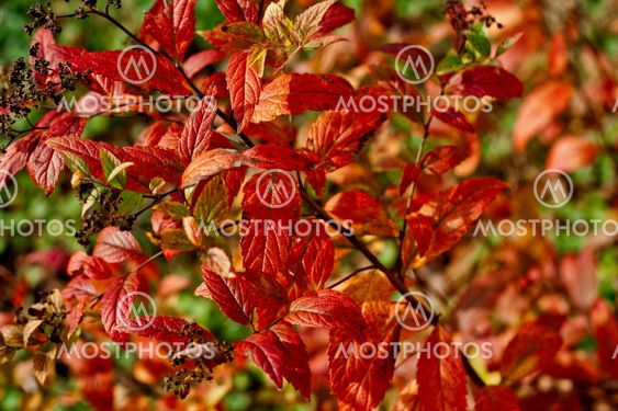 Fall Leaves